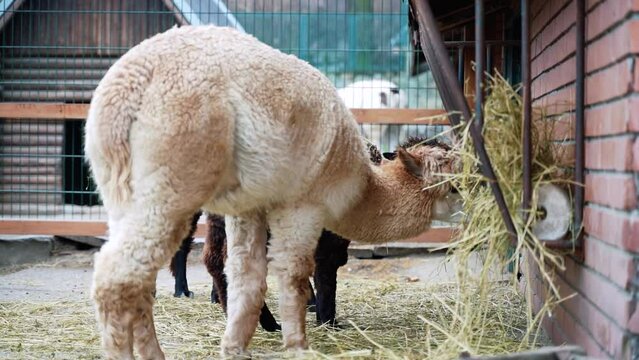 1 a white llama eats hay on an organic farm
