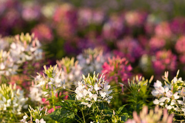 The flower is named cleome sparkler mix in the garden because of the experimental plot. in Thailand...