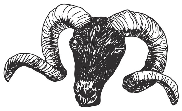 Ram head Sketch Drawing on white background vector illustration