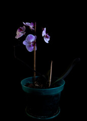 Pink orchid flower isolated on black
