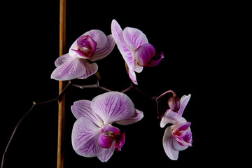 Pink orchid flower isolated on black - obrazy, fototapety, plakaty