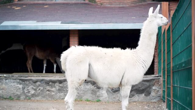 2 the white llama stands by the fence and nibbles in the eco stall