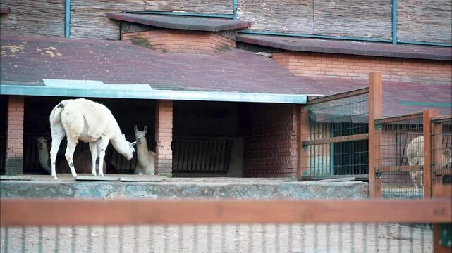 2 a group of llamas in an enclosed space on an eco farm
