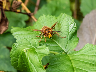Close-up shot of the European hornet (Vespa crabro) striped with brown and yellow sitting on a leaf in summer