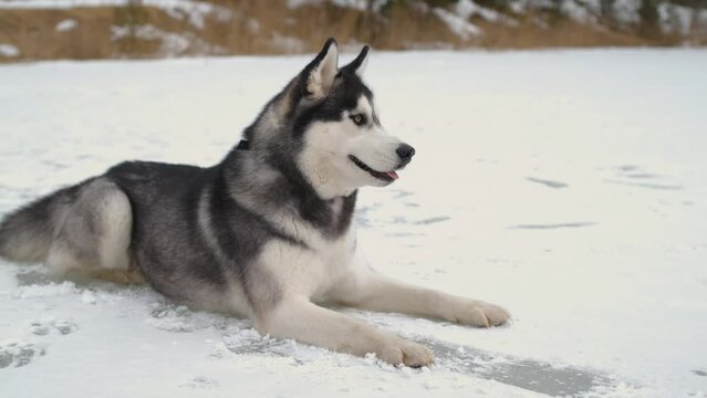 Laika Husky lies on the ice of the lake.
