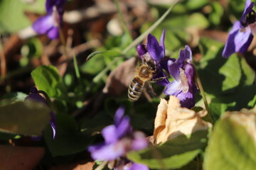 Biene besucht Veilchenblüte