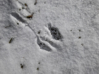 Small footprints of four paws of Eurasian Red Squirrel (Sciurus vulgaris) on the ground covered with soft, white snow in winter
