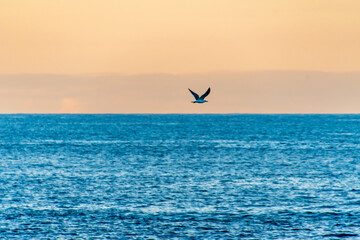 Naklejka premium Atardecer en la costa con una gaviota volando, isla de Tenerife