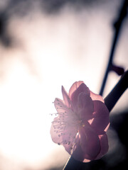 太陽の光で美しく輝く梅の花