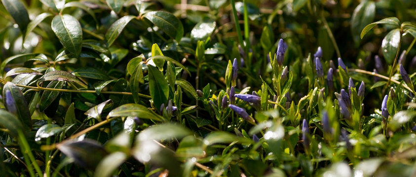The Periwinkle plant (Vínca). A genus of creeping semi-shrubs or perennial grasses of the Kutrov family (Apocynaceae). Beautiful spring background with green leaves and purple flowers.