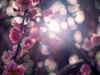 太陽の光で美しく輝く梅の花