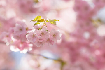 Banner. Cherry blossoms. Spring, nature wallpaper. Sakura in the Japanese garden. Blooming rosebuds...