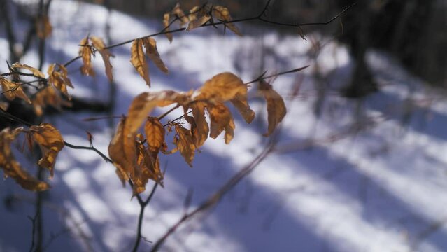 Branches with amber dried leaves with a snowy background