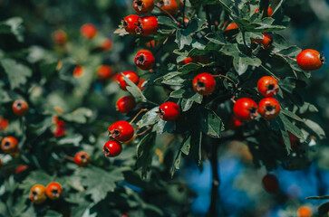 Bright red hawthorn on background of green leaves. Medicinal plant. Treatment of heart disease. Alternative medicine.