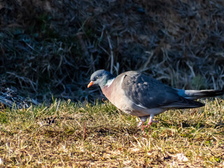 The common wood pigeon or woodpigeon (Columba palumbus) - grey with the white on its neck and wing and green and white patches on neck, and a pink patch on chest. The eye colour is pale yellow