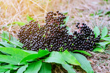 Bright ripe black berries of black elderberry, plucked from the bush. Harvesting of medicinal plants. Coronavirus treatment.