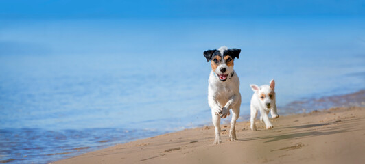Zwei Parson Russell Terrier laufen fröhlich am Strand im Hintergrund blaues Meer - 491834383