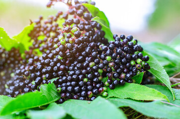 Bright ripe black berries of black elderberry, plucked from the bush. Harvesting of medicinal plants. Coronavirus treatment.