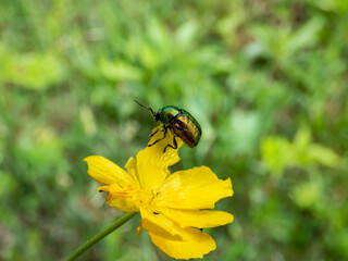 Macro shot of bright metallic green, golden green and bluish green beetle (cryptocephalus sp.) feeding on pollen of yellow flower