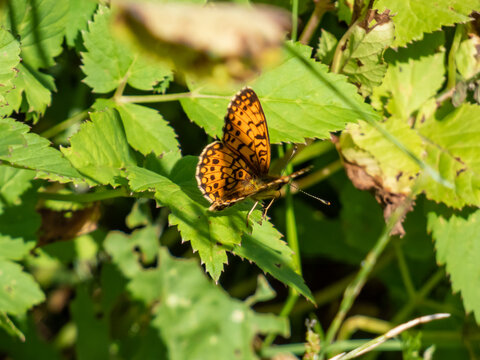 The High Brown Fritillary (Argynnis adippe) resting on a green leaf. Upper wings are orange with black markings, the undersides are duller orange with white and brown markings