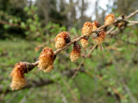 Close-up shot of the young male cones of the Kurile larch (Larix gmelini var. japonica) developing in spring. The specific variety of the Dahurian larch or Gmelin larch