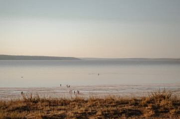 reeds on the beach