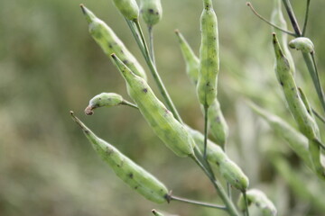 Obraz premium Closeup shot of a bunch of mustard seeds