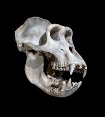 The skull of the western lowland gorilla on a black background. © milkovasa