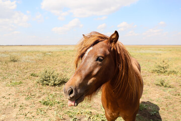 Fototapeta na wymiar Cute pony horse in wildlife sanctuary
