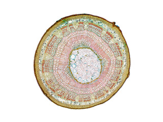 cross section cut slice of plant stem under the microscope – microscopic view of plant cells for...