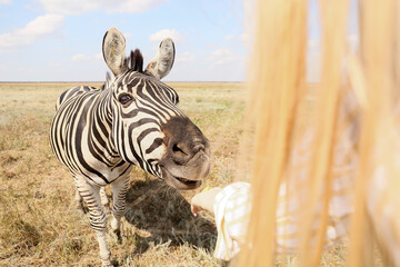 Female tourist feeding beautiful zebra in wildlife sanctuary