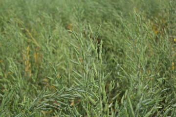 Unripe green mustard seeds in the full of mustard field
