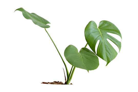 Monstera tree on white background with path line png.