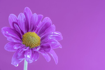 Purple flowers on a purple background