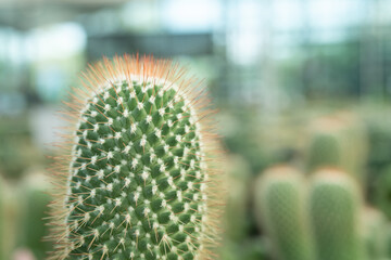 Close up arrangement of beautiful Cactus and succulent plants, in door garden plant