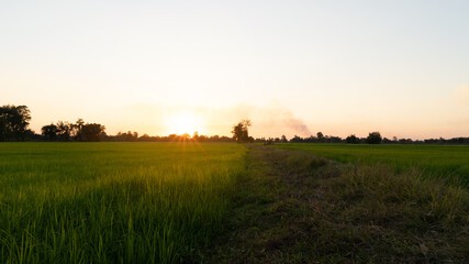 Rice fields with warm light in sunset, farmer Rice field griculture plant in autumn, farm plant in sunrise