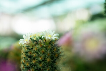 Close up arrangement of beautiful Cactus and succulent plants, in door garden plant