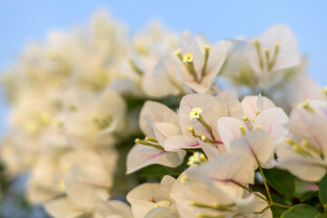 A close-up view of a beautiful bouquet of white bougainvillea blooming.