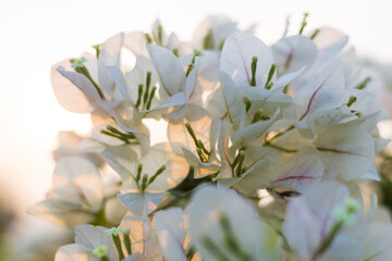A close-up view of a bouquet of white and pink bougainvillea blooming beautifully.