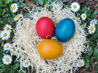 Nest with easter eggs in grass with white daisies. Top view. Easter decoration background