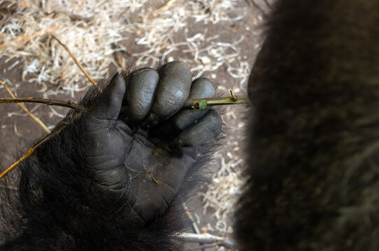 Gorilla hand holding a twig from which to eat leaves, close up.