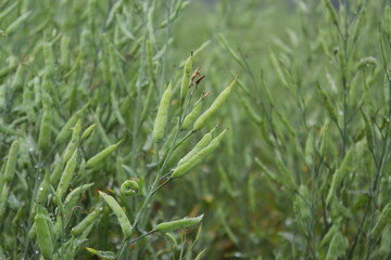 Unripe mustard seeds in the mustard field