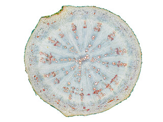 cross section cut slice of plant stem under the microscope – microscopic view of plant cells for...