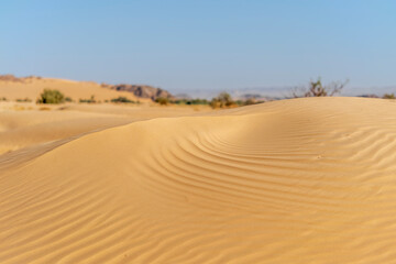 Sahara Desert dune of Algeria. Wonderful sand color with amazing ripples shapes and contrasts in foreground. Blurred blue sky and dried herbs in background.