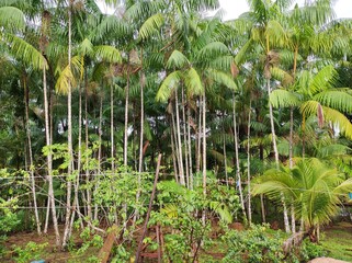 plants in the garden