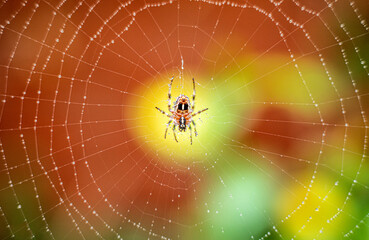 spider