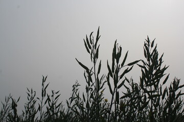 Silhouette of the bunch of mustard seeds in the mustard field