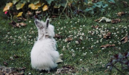 Withe lonely bunny in a cold day