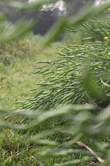 Closeup shot of unripe mustard seeds in the mustard plants