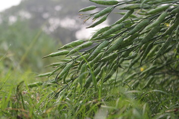 Closeup shot of unripe mustard seeds in the mustard plants